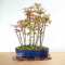VENDU acer palmatum forêt ref :090502013