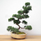 VENDU juniperus chinensis itoigawa ref 09050208