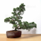 juniperus chinensis itoigawa ref 09050209