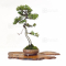 VENDU juniperus chinensis itoigawa ref 01050201