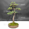 Pinus pentaphylla du Japon ref : 19050204
