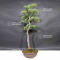 VENDU Pinus pentaphylla 19050206