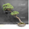 Pinus  pentaphylla ref: 19050202