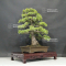 Pinus pentaphylla ref : 26050202