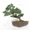 Pinus pentaphylla du Japon ref: 16020213