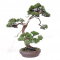 VENDU juniperus chinensis itoigawa ref: 20020213