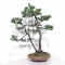 Pinus pentaphylla 25020211