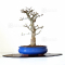 acer palmatum shishigashira ref:04030211