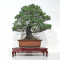 VENDU Pinus pentaphylla ref 11030217