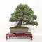 VENDU Pinus pentaphylla26030212