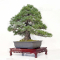 Pinus pentaphylla ref : 26030211
