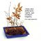 Hêtre du japon fagus crenata de semis. 15/25 cm