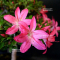 VENDU rhododendron 270502125