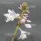 Hosta Yuyake