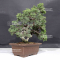 VENDU juniperus chinensis itoigawa 12090204