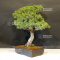 Pinus pentaphylla kokonoe 13080211
