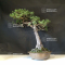 Pinus pentaphylla du Japon ref :17090212