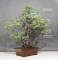 Pinus parviflora ref: 13100183