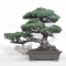 Pinus pentaphylla du Japon 12110218