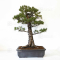 Pinus pentaphylla 24010227