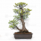 Pinus pentaphylla 25010221