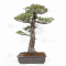 Pinus pentaphylla ref: 25010222