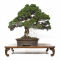 VENDU juniperus chinensis itoigawa 170302211