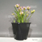 rhodohypoxis "fairy kisses" pot 1,4 litre