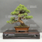 VENDU juniperus chinensis itoigawa ref 03060225