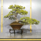 VENDU Pinus pentaphylla du Japon ref :15050223