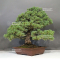 vendu Pinus pentaphylla ref : 28070221