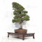 Pinus pentaphylla kokonoe 12090221