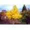 Ginkgo biloba