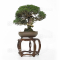 juniperus chinensis itoigawa ref 27100222