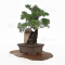Juniperus chinensis itoigawa 03110224