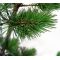 Pinus parviflora var. negishi 7.5 litres