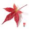 Acer palmatum DESHOJO de bouture 3l