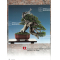 BONSAI FOCUS N° 130