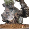 juniperus chinensis itoigawa ref : 03030233