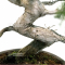 juniperus chinensis itoigawa ref : 03030237