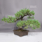 Pinus pentaphylla 31070231