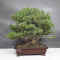 Pinus pentaphylla 31070235