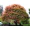 EPUISE Acer palmatum beni maiko en godet