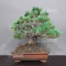 Pinus pentaphylla ref :220802341260