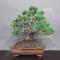 Pinus pentaphylla ref :22080234