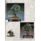 BONSAI FOCUS N° 131