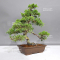 juniperus chinensis itoigawa ref 30080235