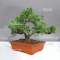 vendu juniperus chinensis itoigawa ref : 080902310