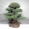 Pinus pentaphylla zuisho ref: 07011234