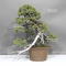 juniperus rigida ref: 1711232